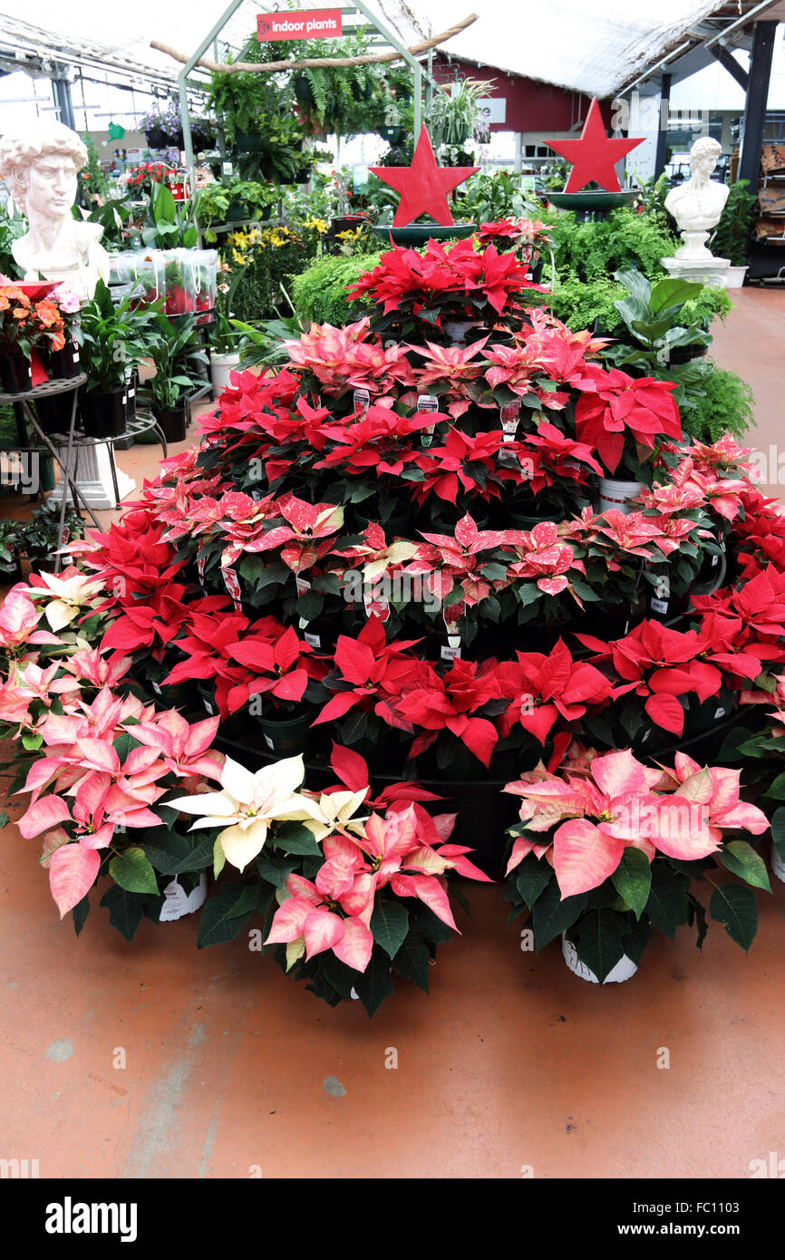 Flor de nochebuena fotografías e imágenes de alta resolución - Alamy Flor de nochebuena fotografías e imágenes de alta resolución - Alamy