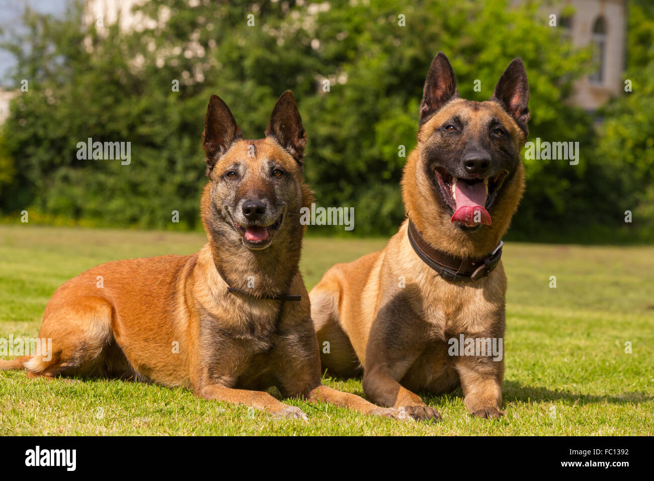 Dos perros de pastor belga Foto de stock