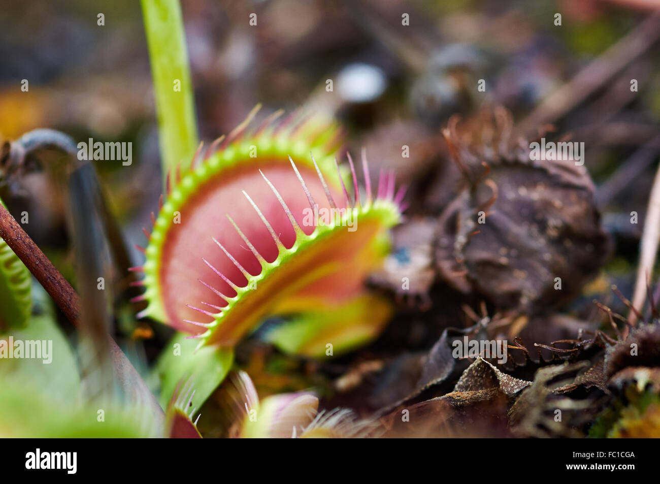 Venus atrapamoscas (Dionaea muscipula) Foto de stock