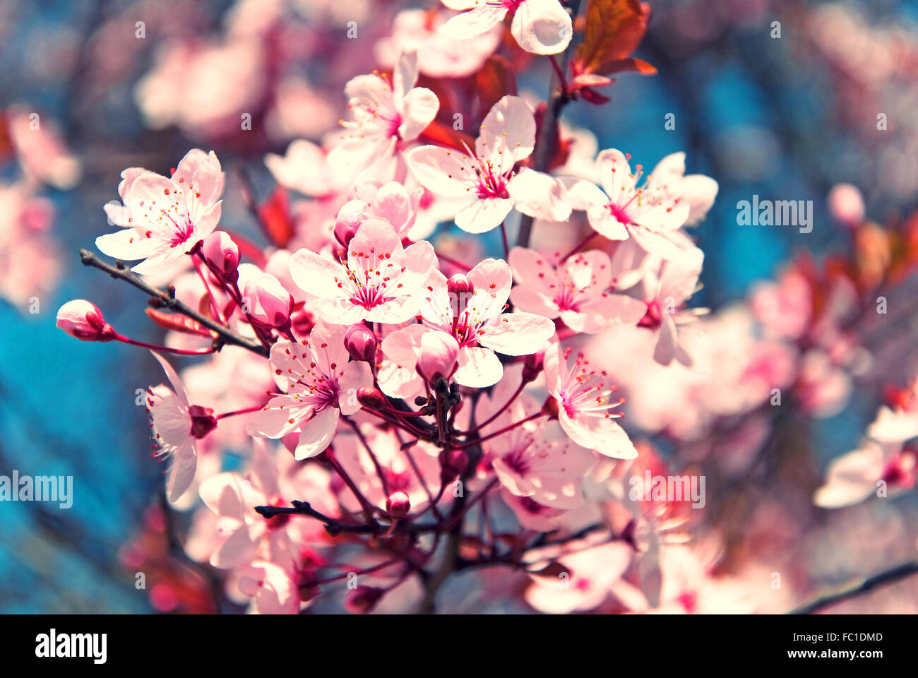 flor de cerezo Foto de stock