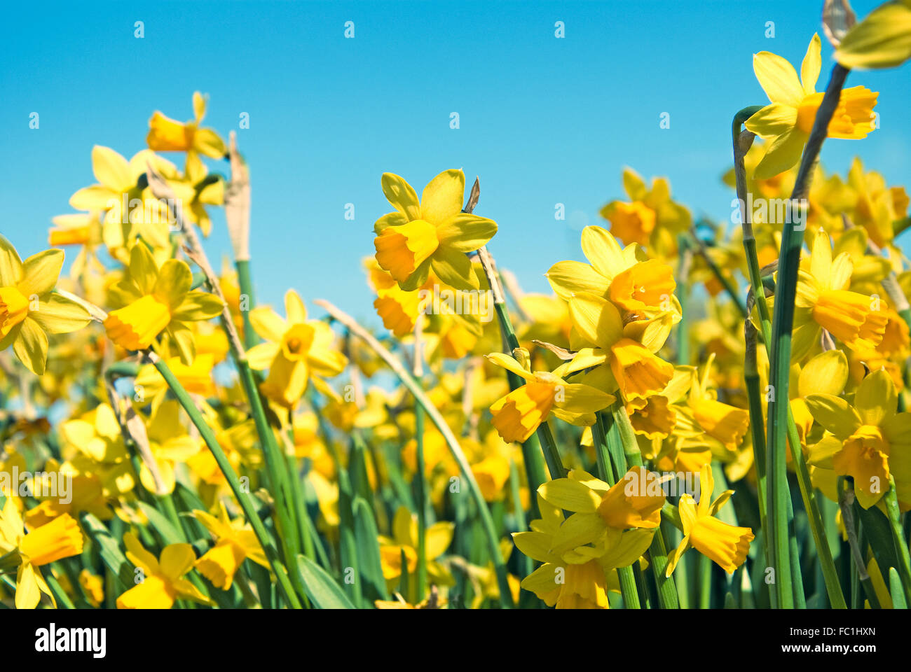 Narciso flores Foto de stock