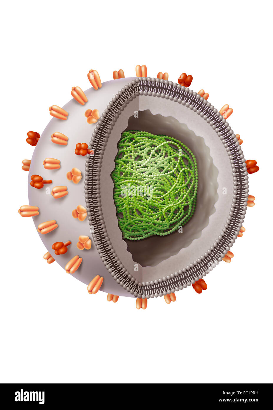 Influenza virus drawing fotografías e imágenes de alta resolución - Alamy