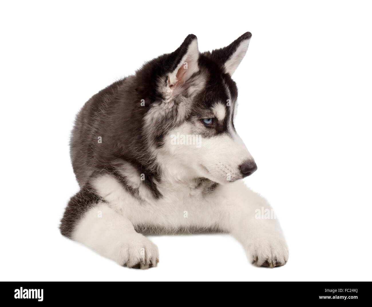 Husky Siberiano cachorro en blanco Fotografía de stock - Alamy