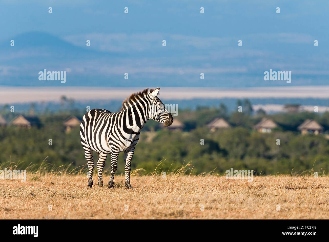 Llanuras cebra (Equus quagga), Ol Pejeta Reserva, Kenya Foto de stock
