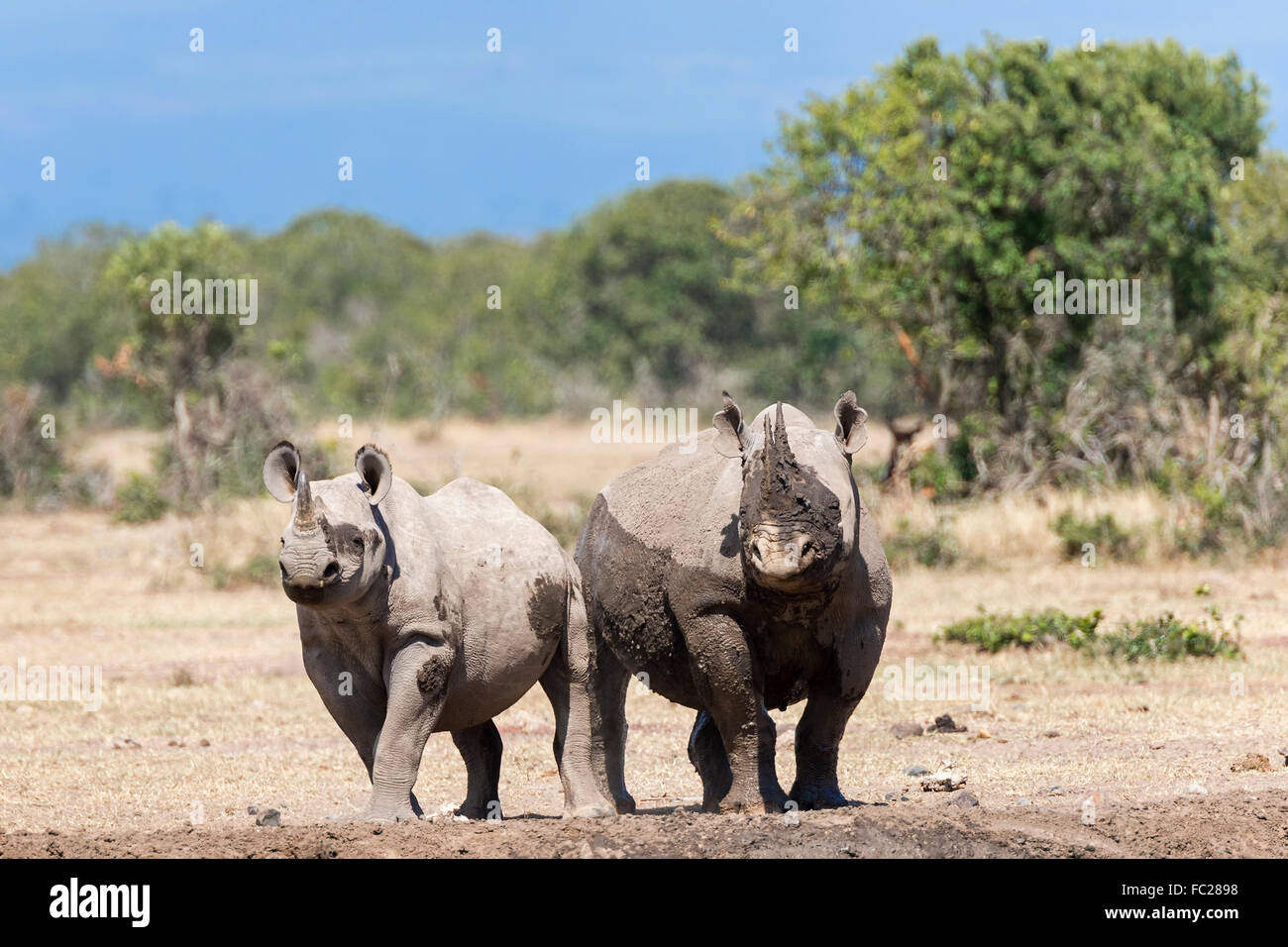 Rinocerontes negros (Diceros bicornis) después de un baño de barro, Ol Pejeta Reserva, Kenya Foto de stock