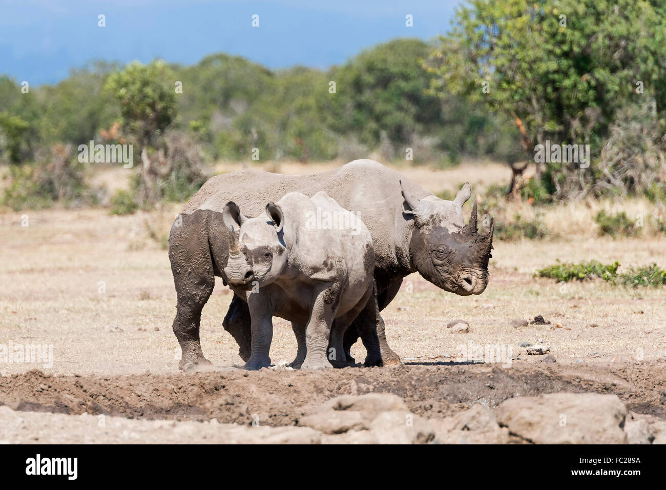 Rinocerontes negros (Diceros bicornis) después de un baño de barro, Ol Pejeta Reserva, Kenya Foto de stock