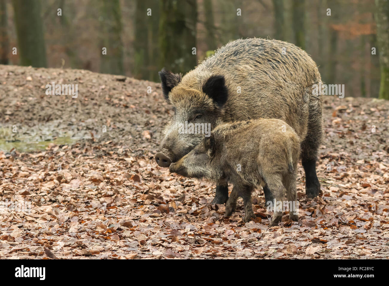 El jabalí salvaje, el cerdo o el cerdo salvaje euroasiático (Sus scrofa) con piglet, Eifel Volcánico, Renania-Palatinado, Alemania Foto de stock