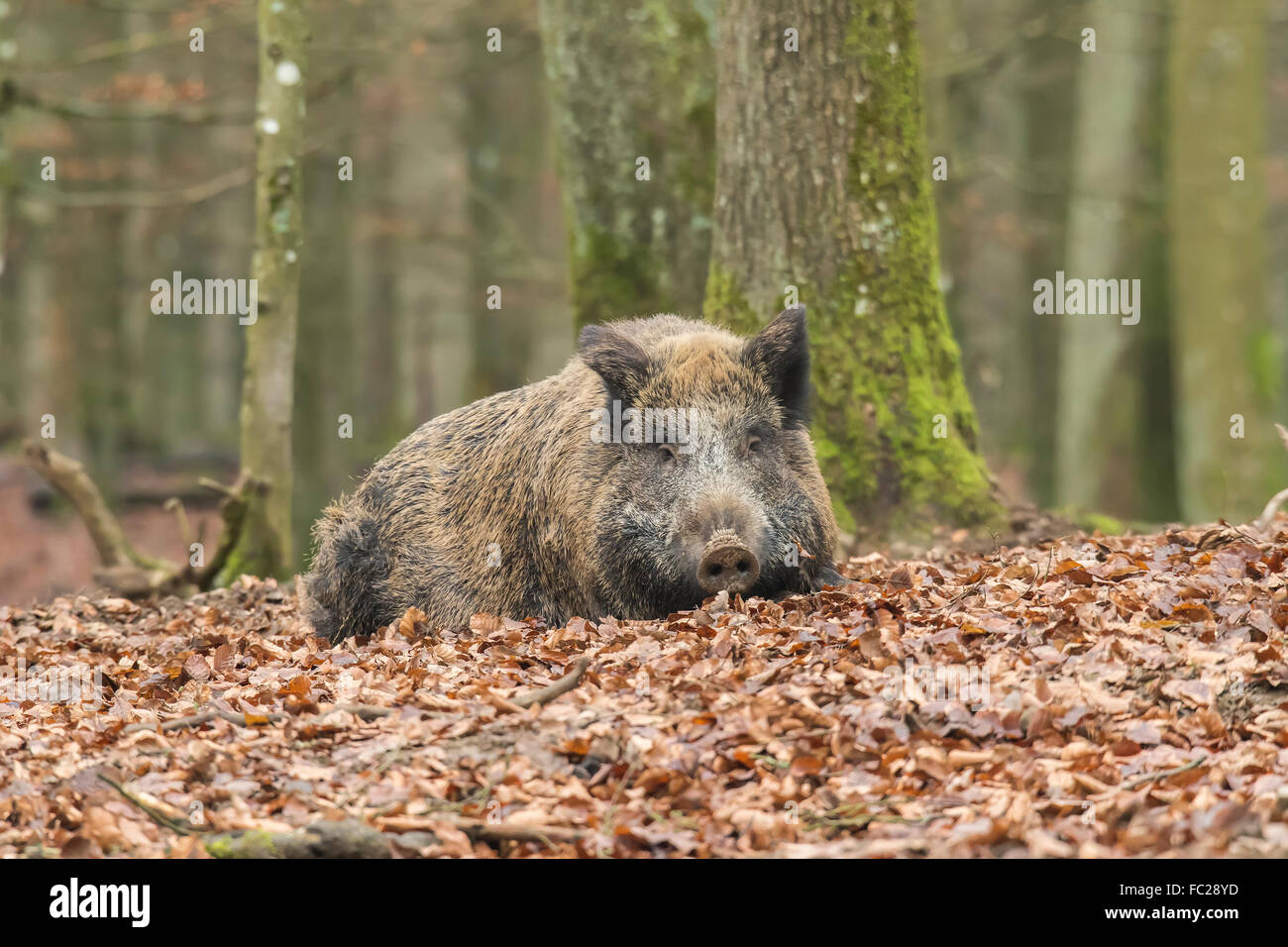 El jabalí salvaje, el cerdo o el cerdo salvaje euroasiático (Sus scrofa) acostado en hojas, Eifel Volcánico, Renania-Palatinado, Alemania Foto de stock