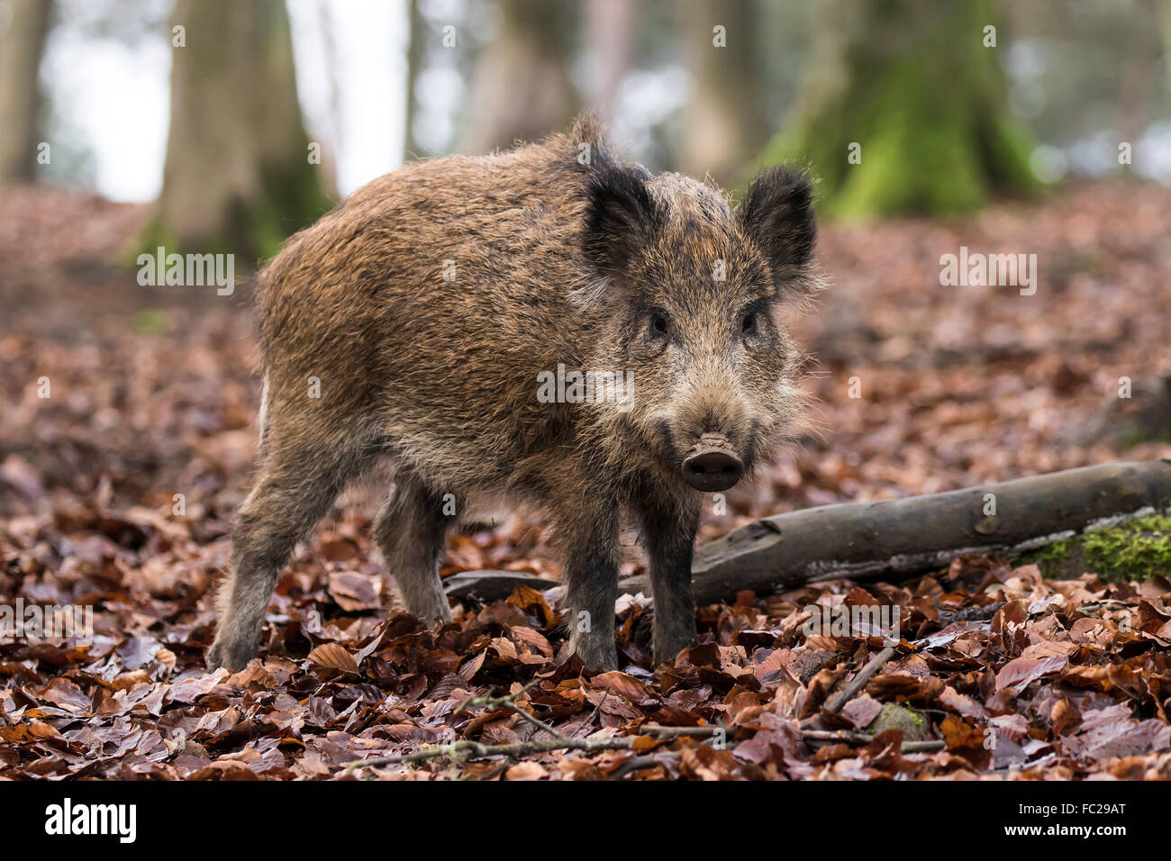 El jabalí salvaje, el cerdo o el cerdo salvaje euroasiático (Sus scrofa), Eifel Volcánico, Renania-Palatinado, Alemania Foto de stock