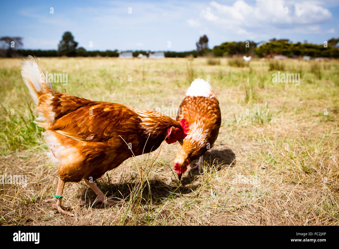 Los pollos en un campo Foto de stock