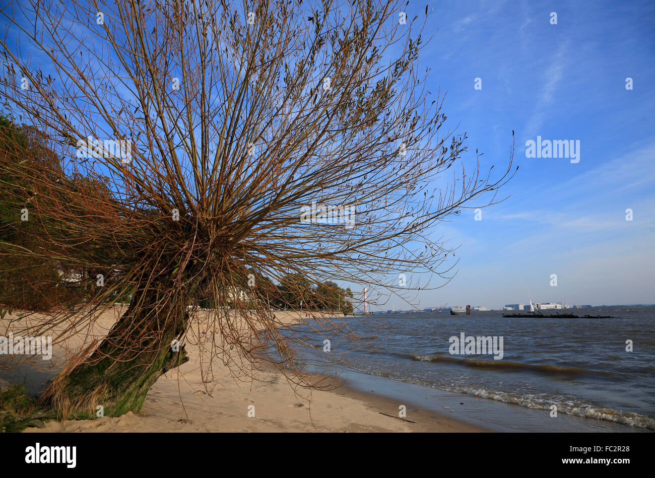 Árbol en el río Elba playa, Blankenese, Hamburgo, Alemania, Europa Foto de stock