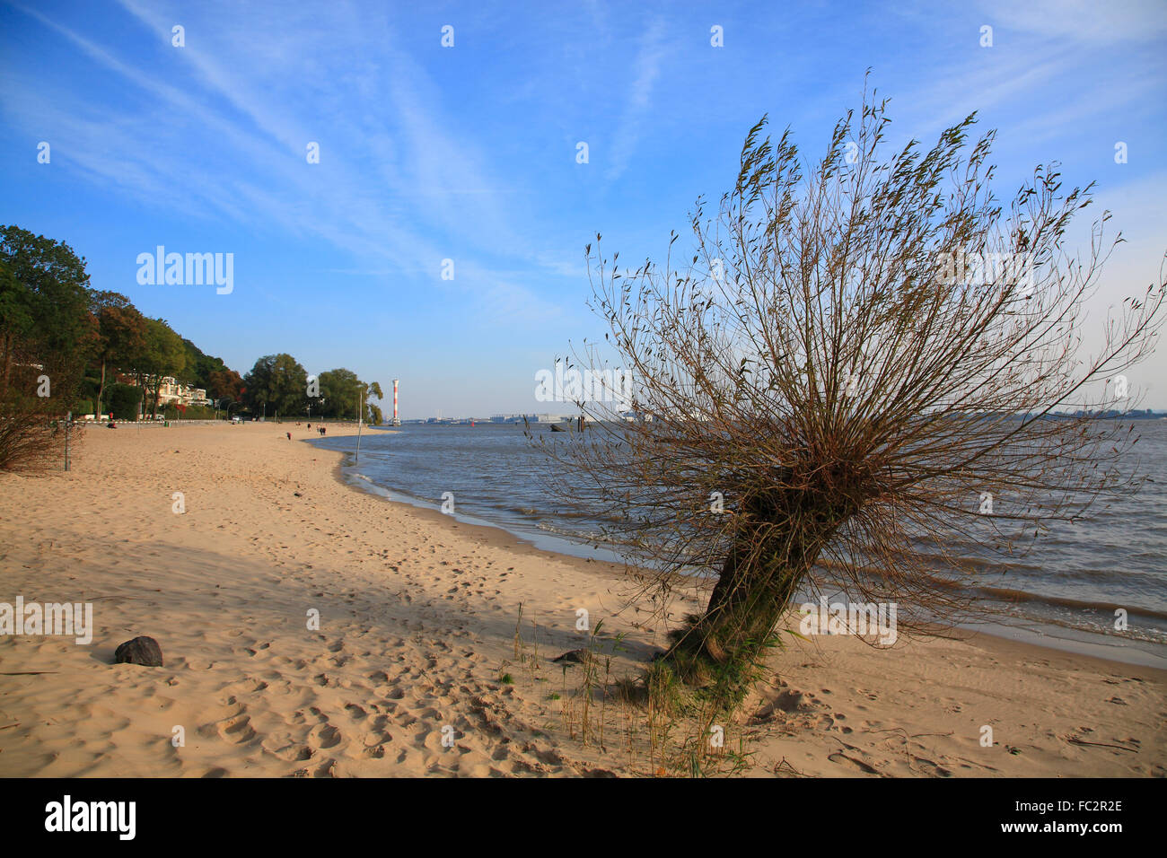Árbol en el río Elba playa, Blankenese, Hamburgo, Alemania, Europa Foto de stock