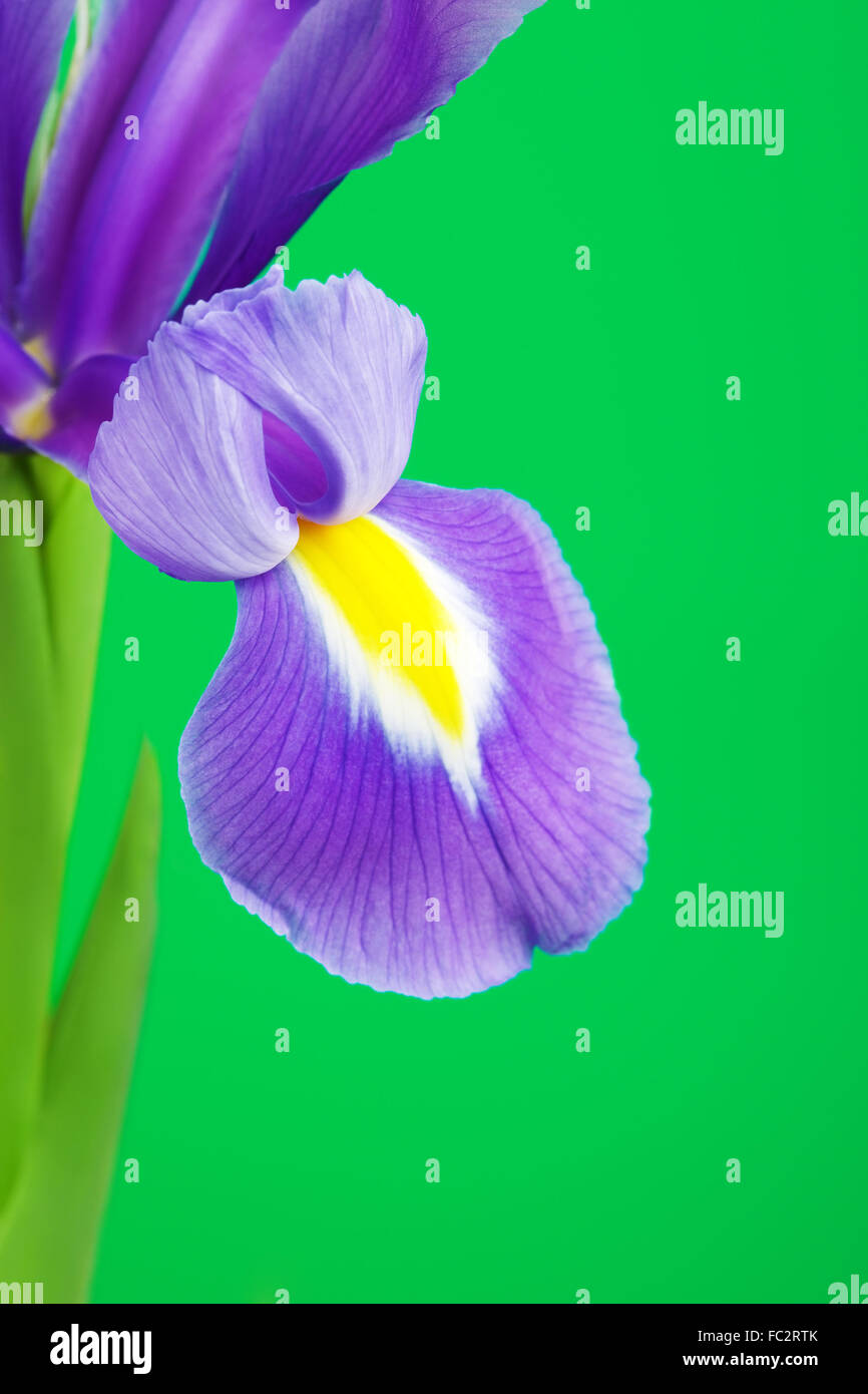 Hermosa flor púrpura Iris, sobre fondo verde Foto de stock