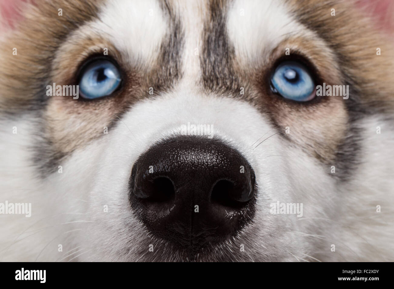 Closeup Ojos azules Husky Siberiano cachorro Foto de stock