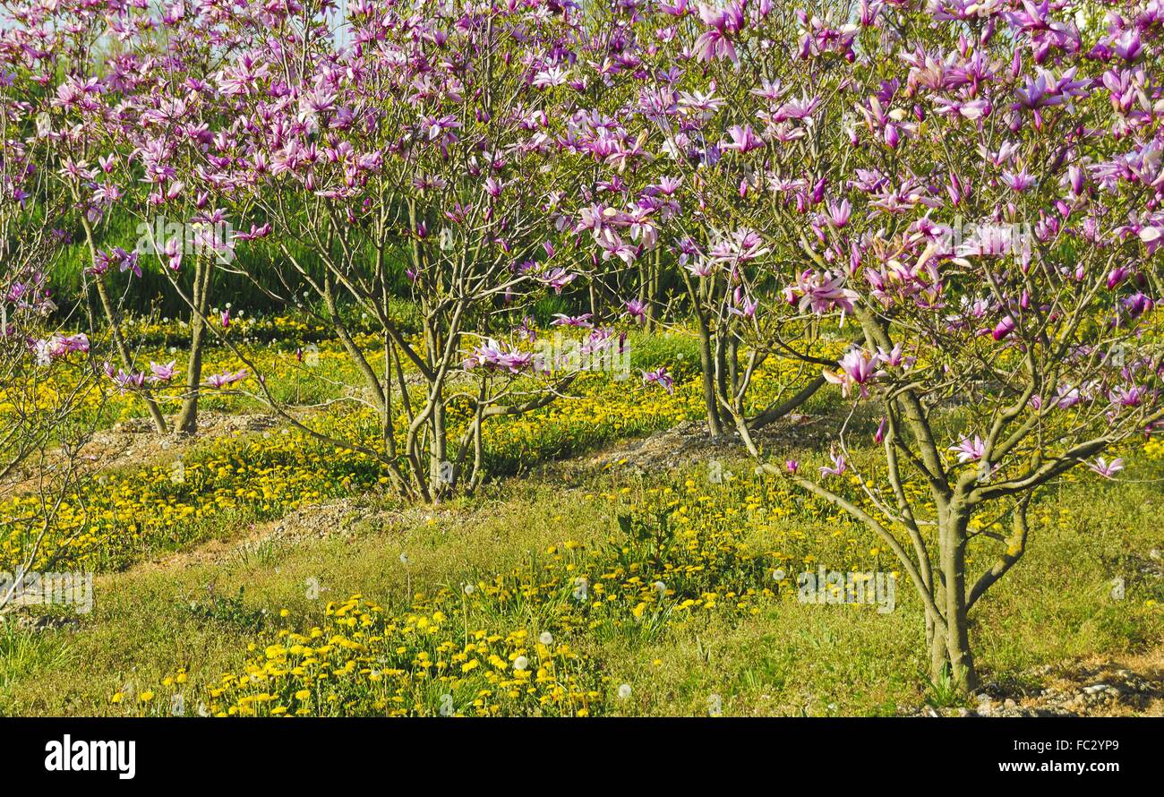 Los arbustos y magnolia púrpura amarillo diente de león Fotografía de stock  - Alamy