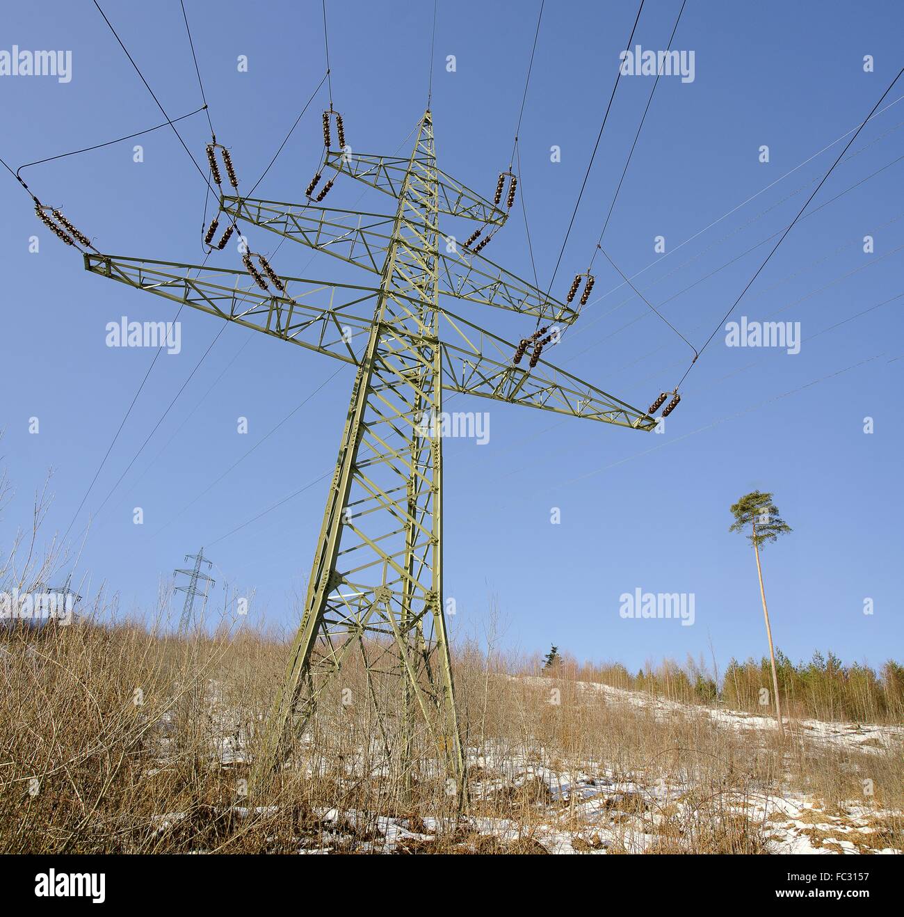 Los postes de la electricidad y Tall Tree en el Sunshine Foto de stock