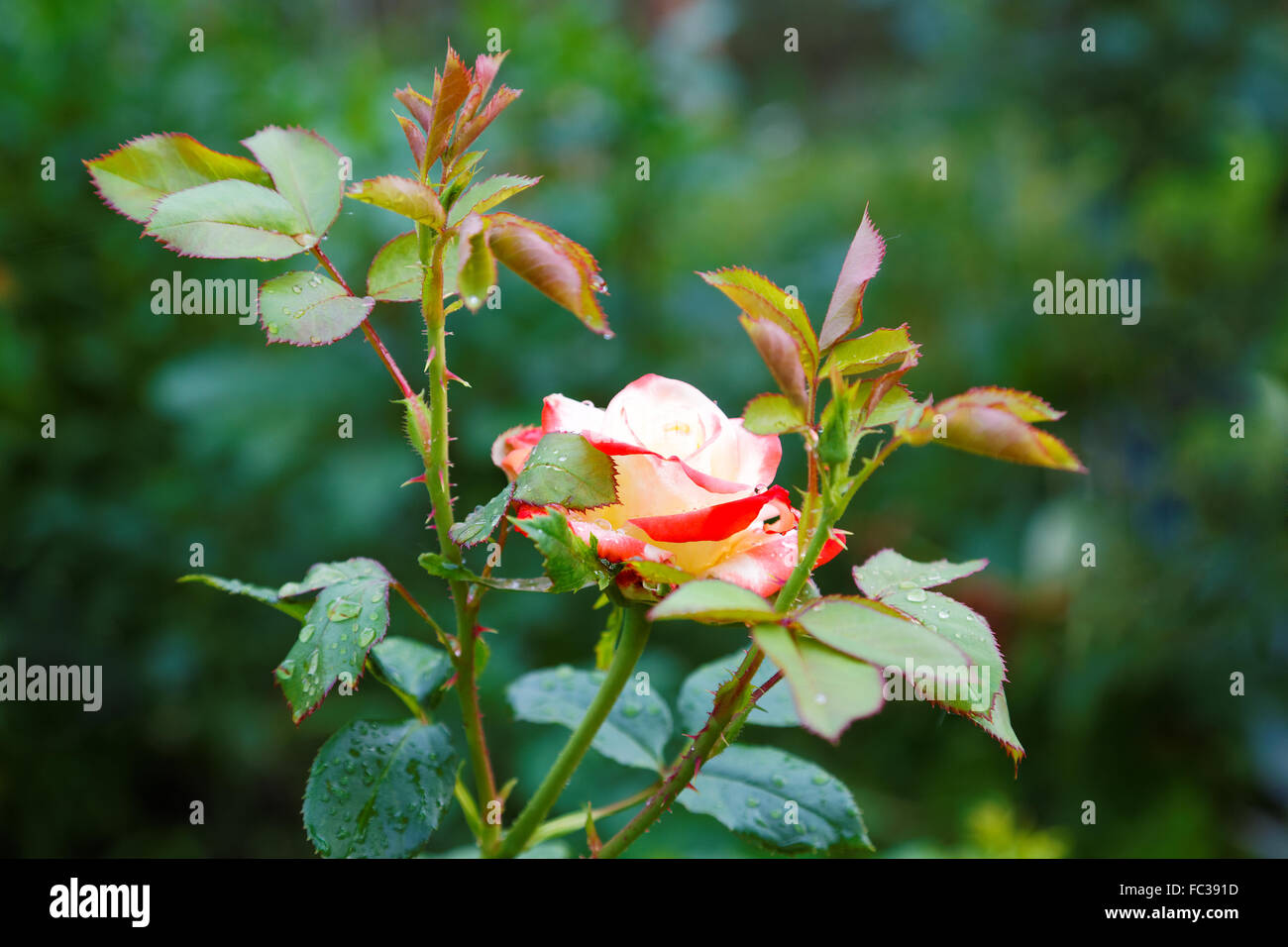 Rosa flor con gotas de agua en verano Foto de stock