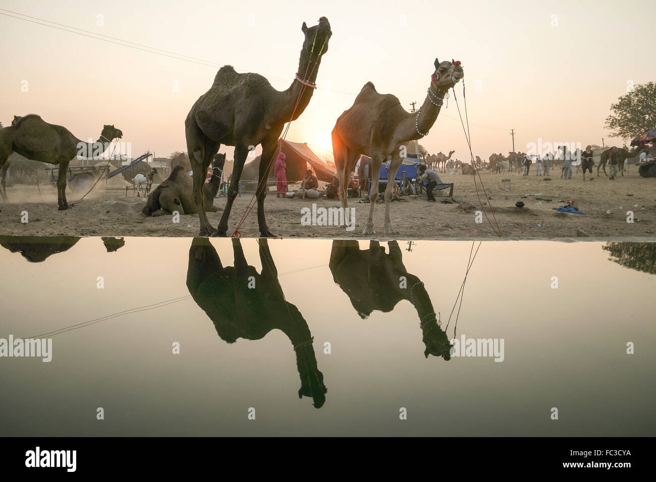 Rebaños de camellos o camel comerciante traer camellos durante la puesta de  sol en la piscina del riego Fotografía de stock - Alamy