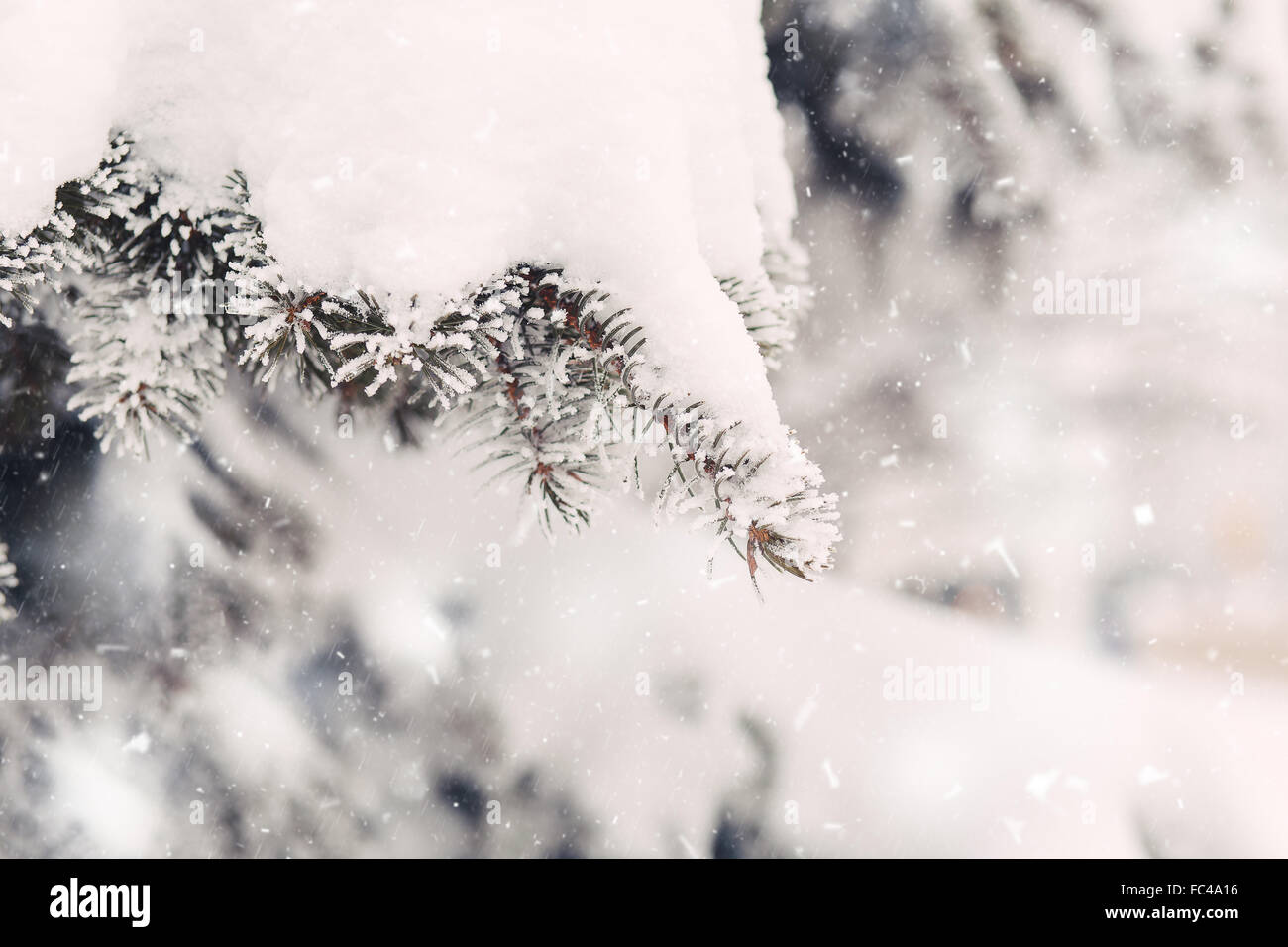 La nieve en las ramas de abeto en invierno Foto de stock