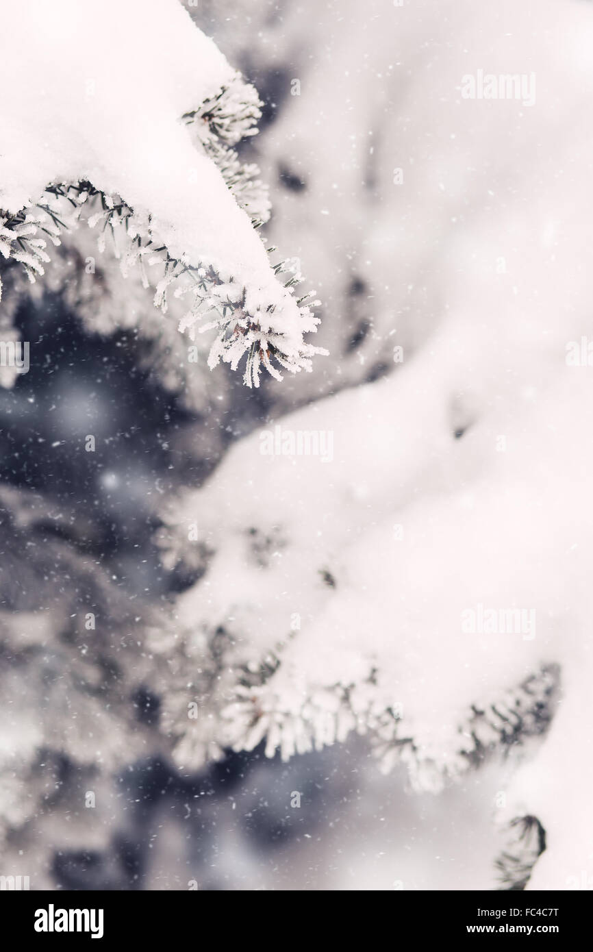 La nieve en las ramas de abeto en invierno Foto de stock