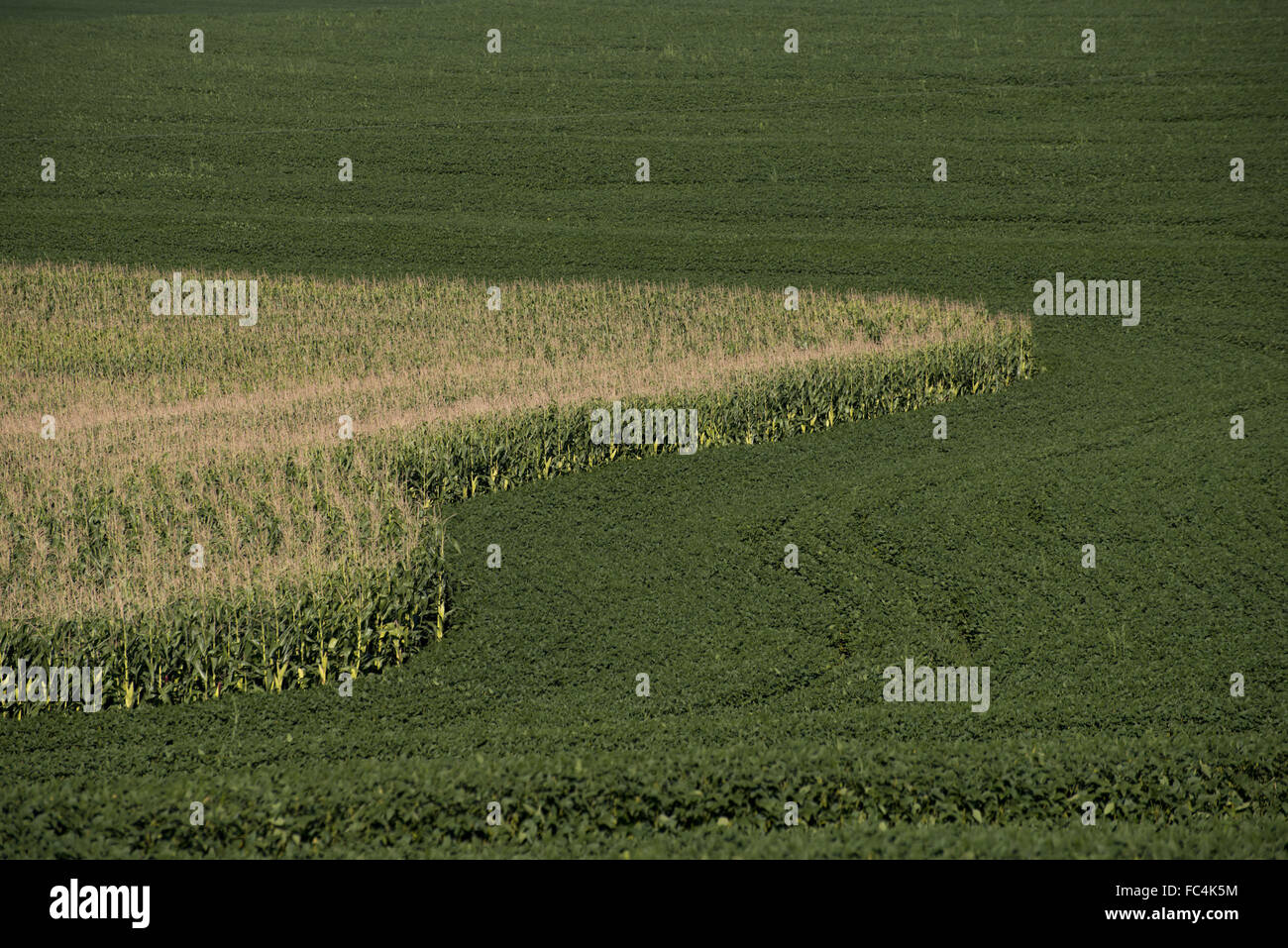 Soja plantación de maíz en el campo - rotación de cultivos Foto de stock