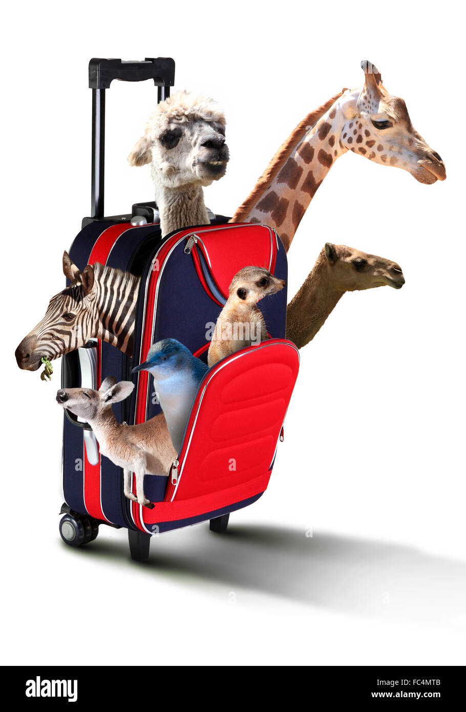 La maleta roja con una colección de diferentes animales exóticos dentro Foto de stock
