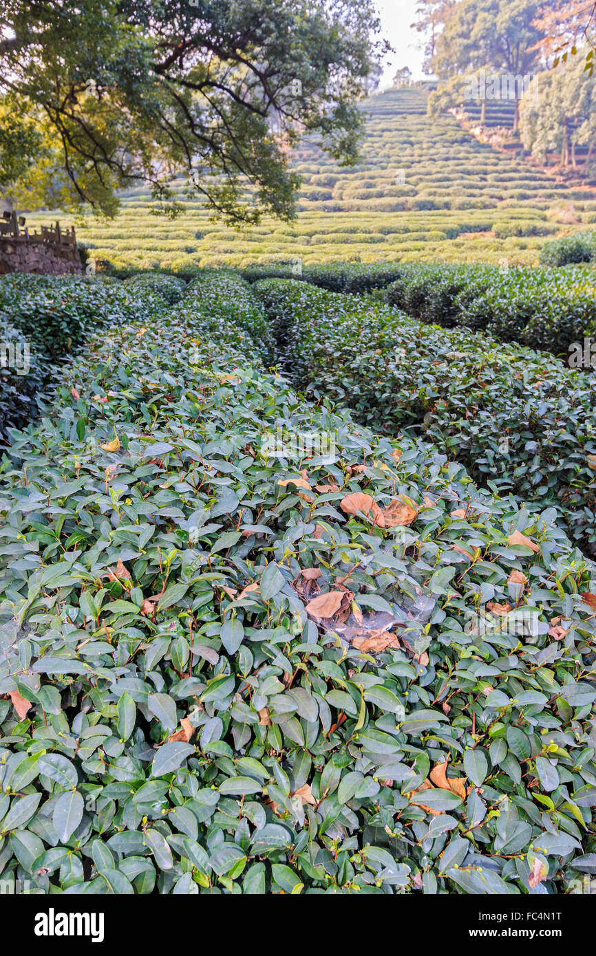 Una alfombra de plantas de té de Té Meijiawu aldea en el extremo oeste del Lago del Oeste de Hangzhou. Foto de stock