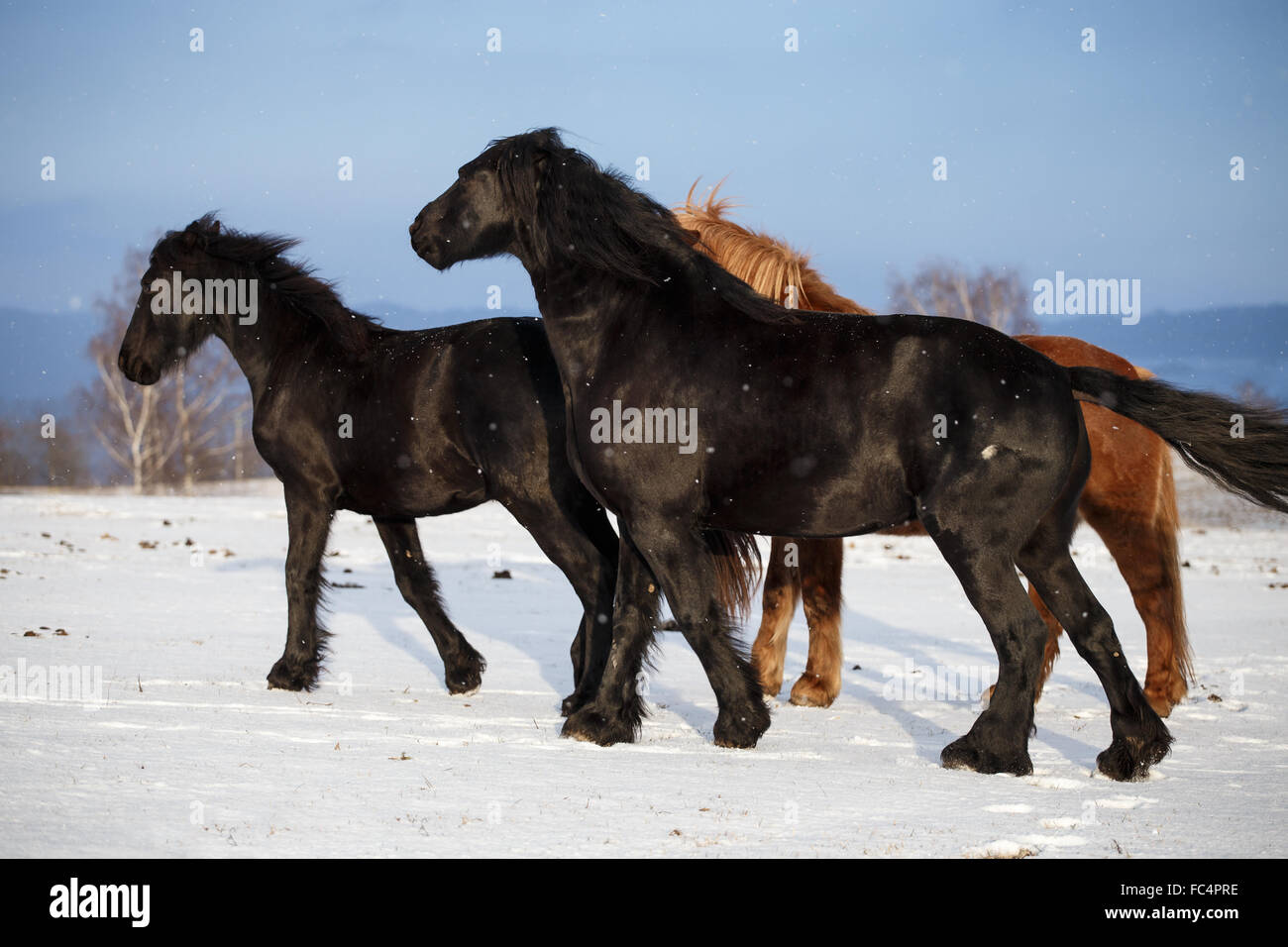 Caballos en invierno Foto de stock