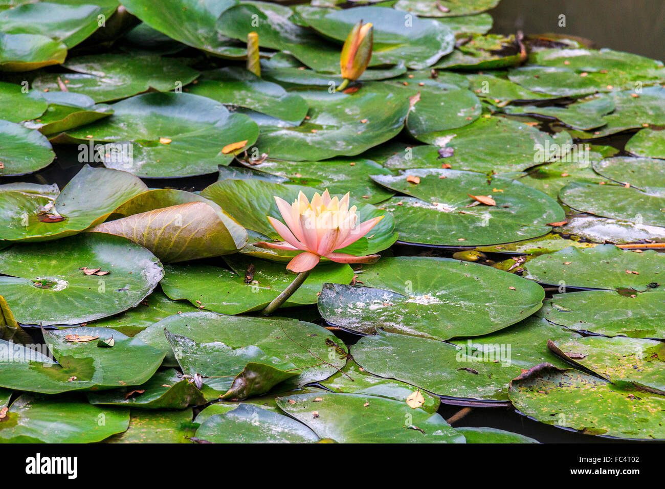 Blooming flores de loto. La flor de loto está asociado con la pureza y la belleza en las religiones del budismo y el Hinduismo. Foto de stock