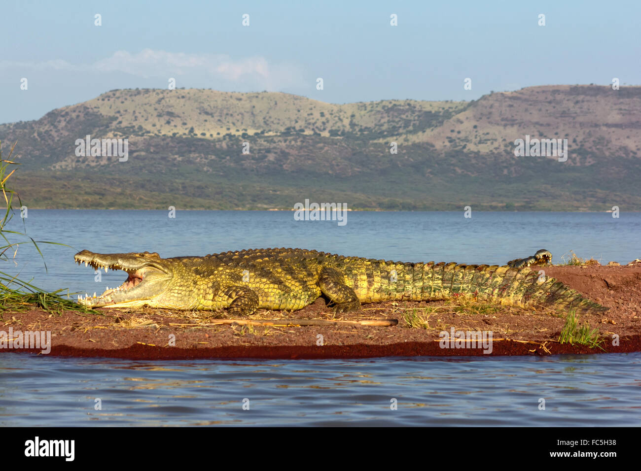 Krokodil Foto de stock