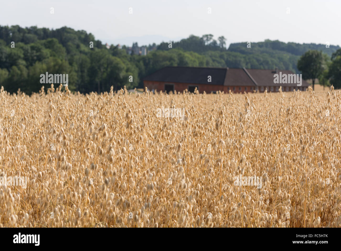 Campo de avena - granja grande en el fondo Foto de stock