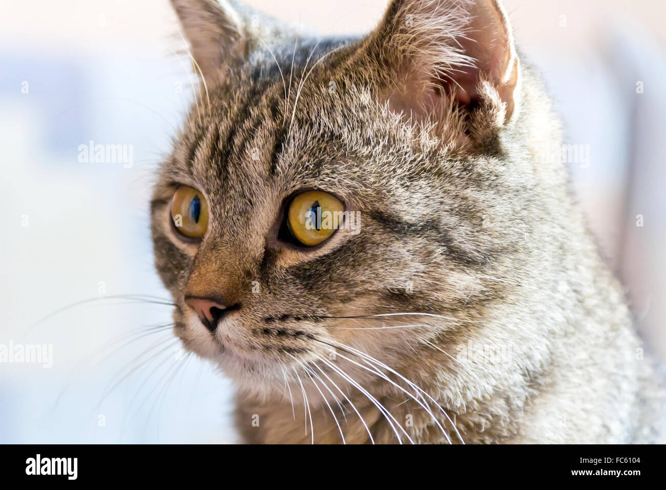 Cat retrato con ojos amarillos Foto de stock