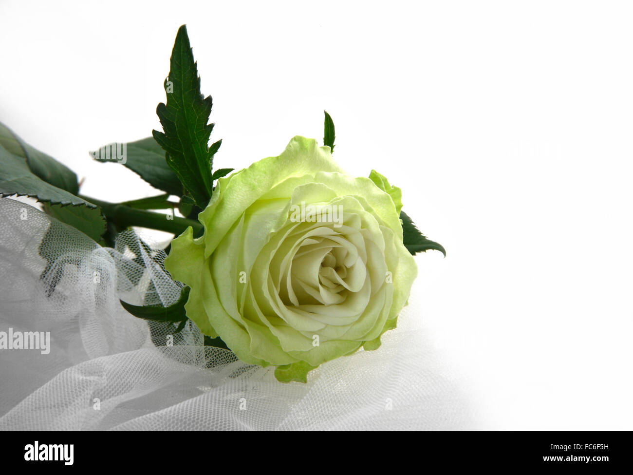 Rosa verdoso Foto de stock