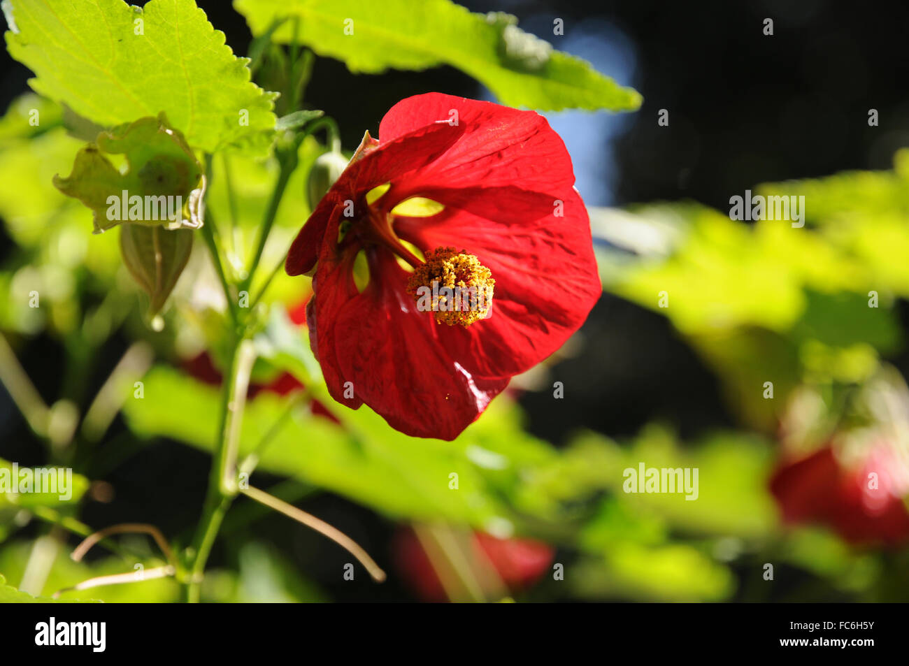 Rojo vano indian mallow Foto de stock