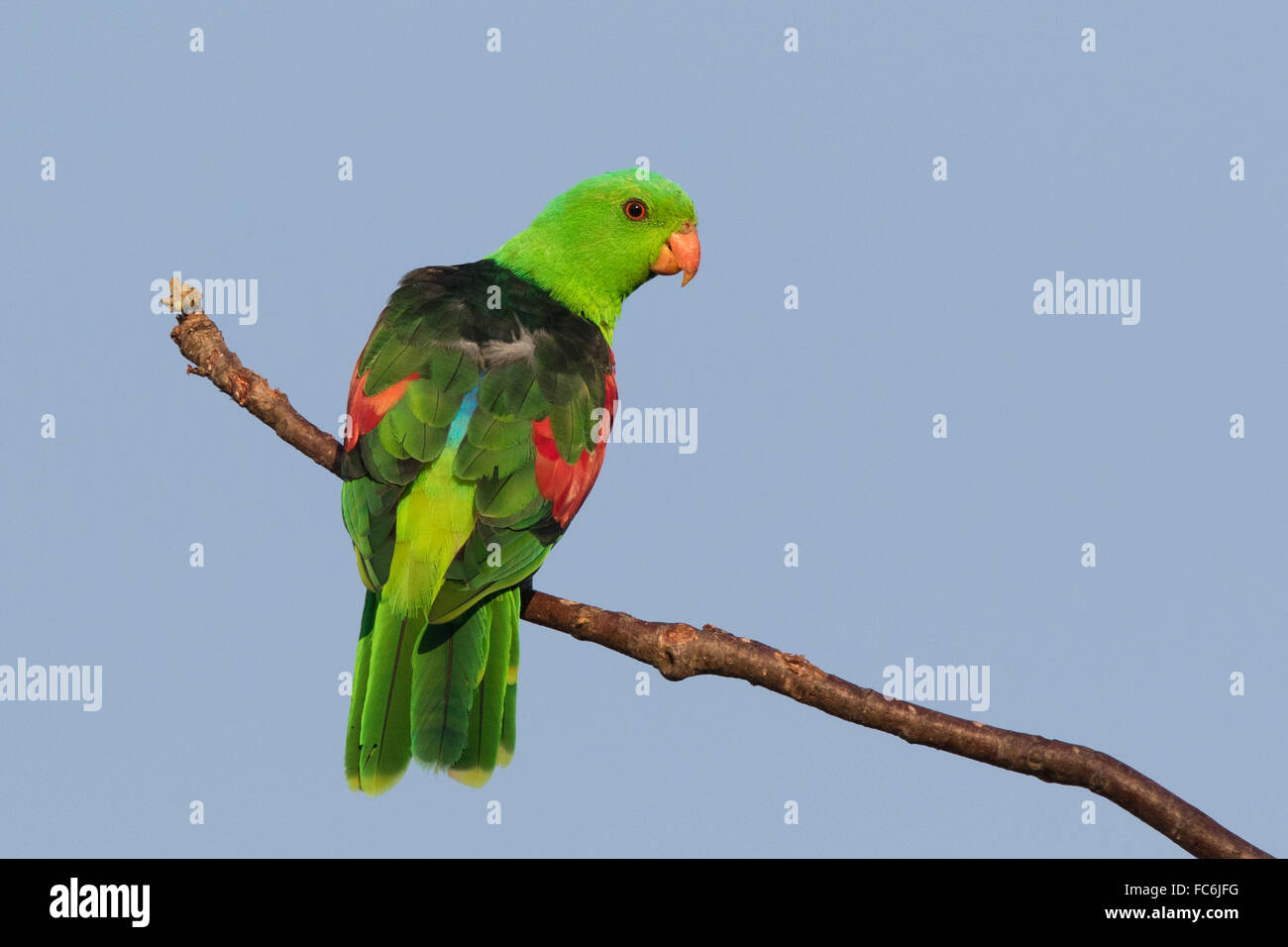 Macho de alas rojas Parrot (Aprosmictus erythropterus) Foto de stock