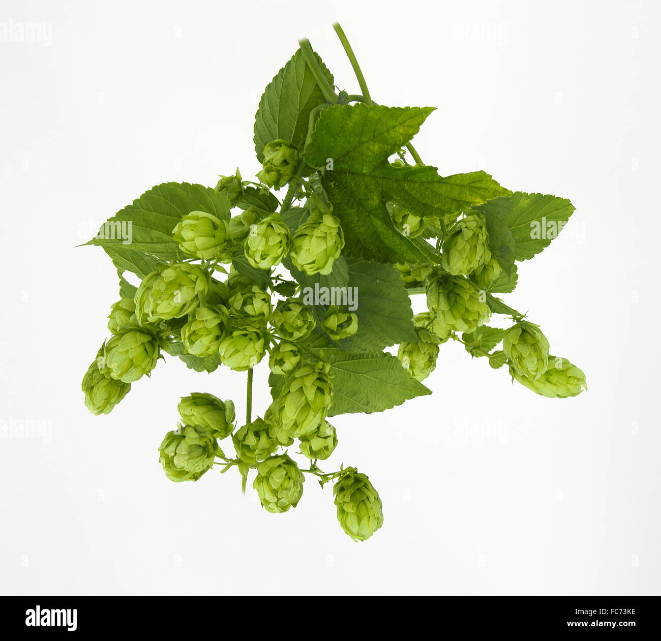 Salto verde con inflorescencias femeninas Foto de stock