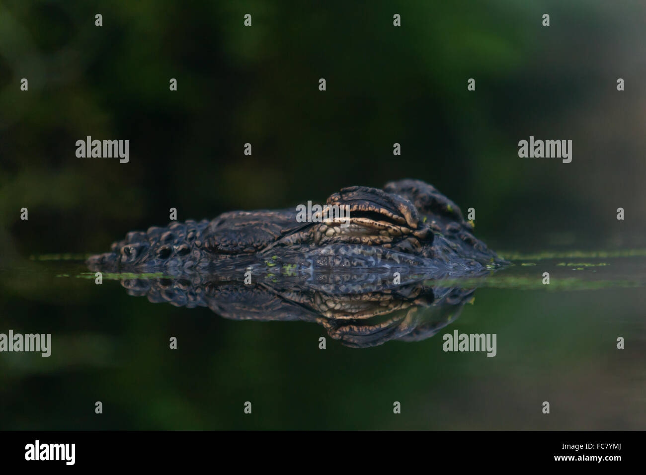 Aligator Foto de stock