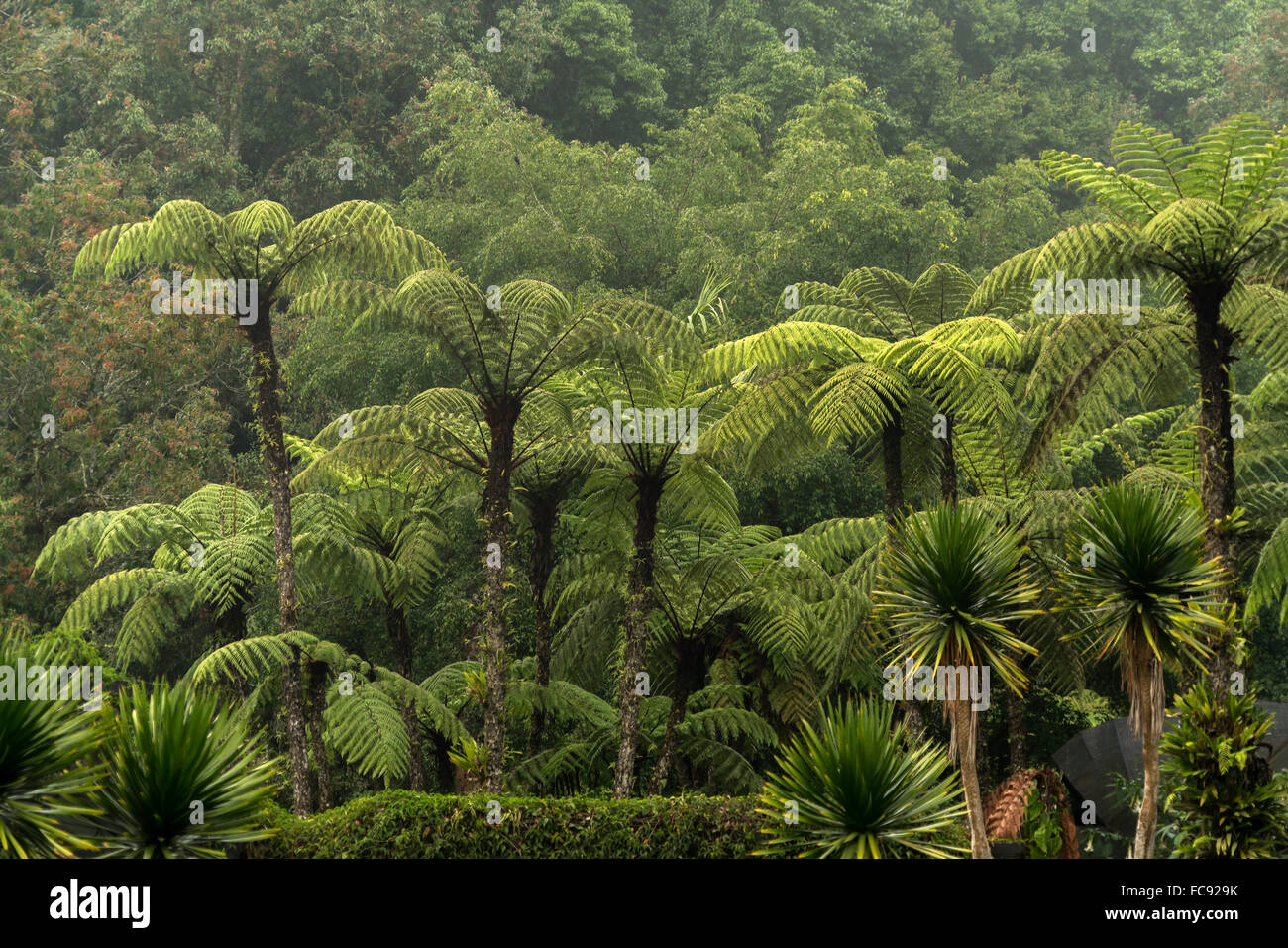 Helechos arborescentes en Eka Karya Jardín botánico o en el Jardín Botánico de Bedugul Bali Bali, Indonesia , Foto de stock