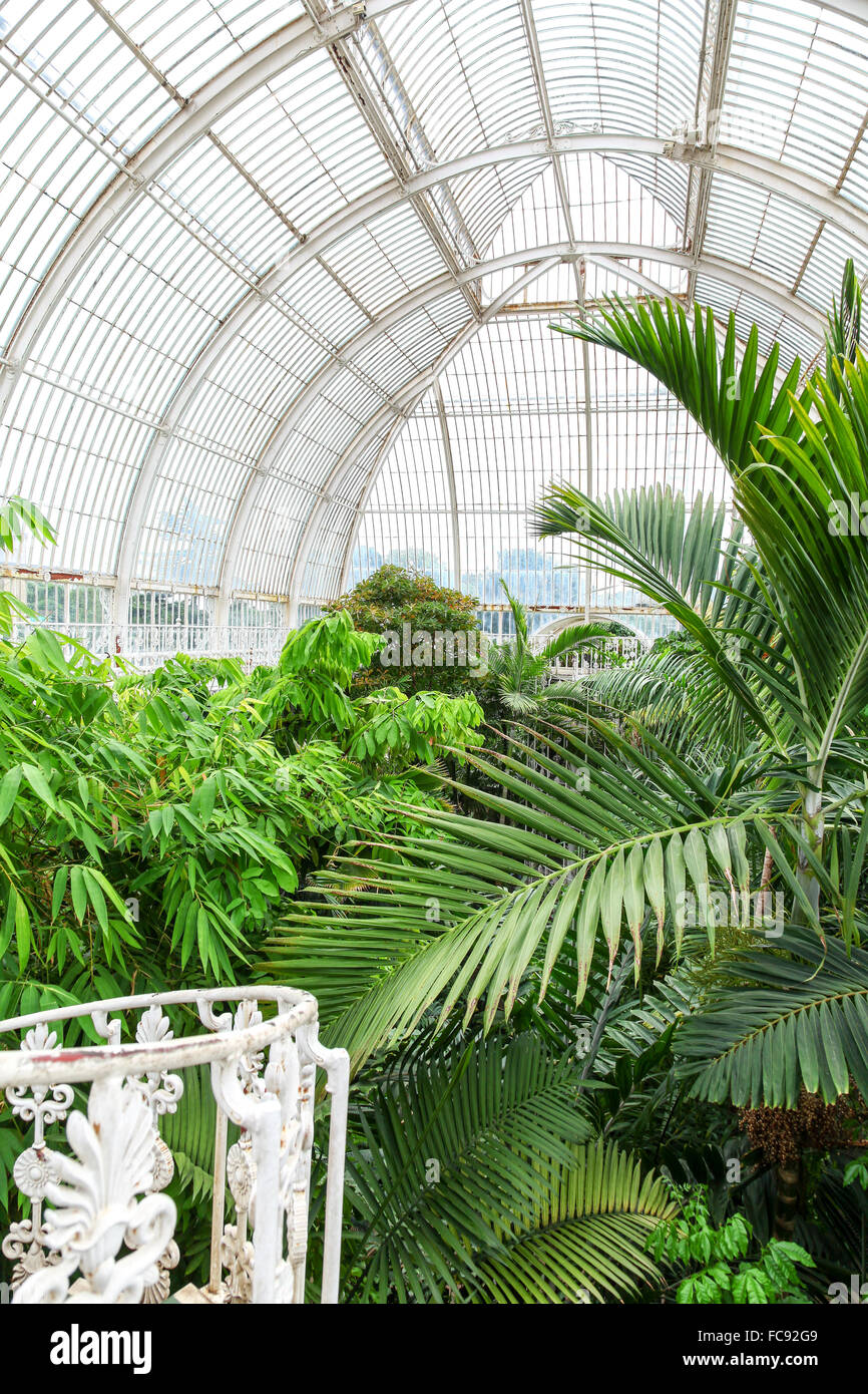 Plantas delicadas en el interior de la Casa de las palmeras en los jardines Kew Royal Botanical Gardens de Londres Inglaterra Foto de stock