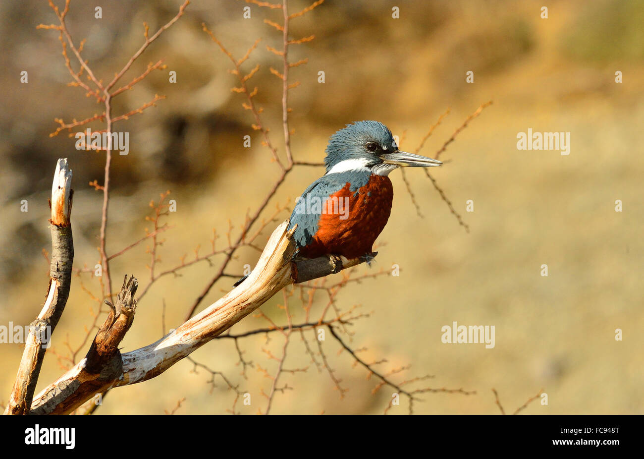 Kingfisher (Alcedinidae), Patagonia, Argentina, Sudamérica Foto de stock