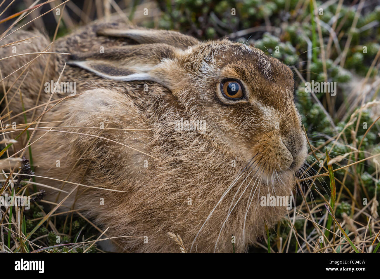 El introducido y muy invasiva conejo europeo (Oryctolagus cuniculus), fuera de Stanley, Islas Malvinas, América del Sur Foto de stock