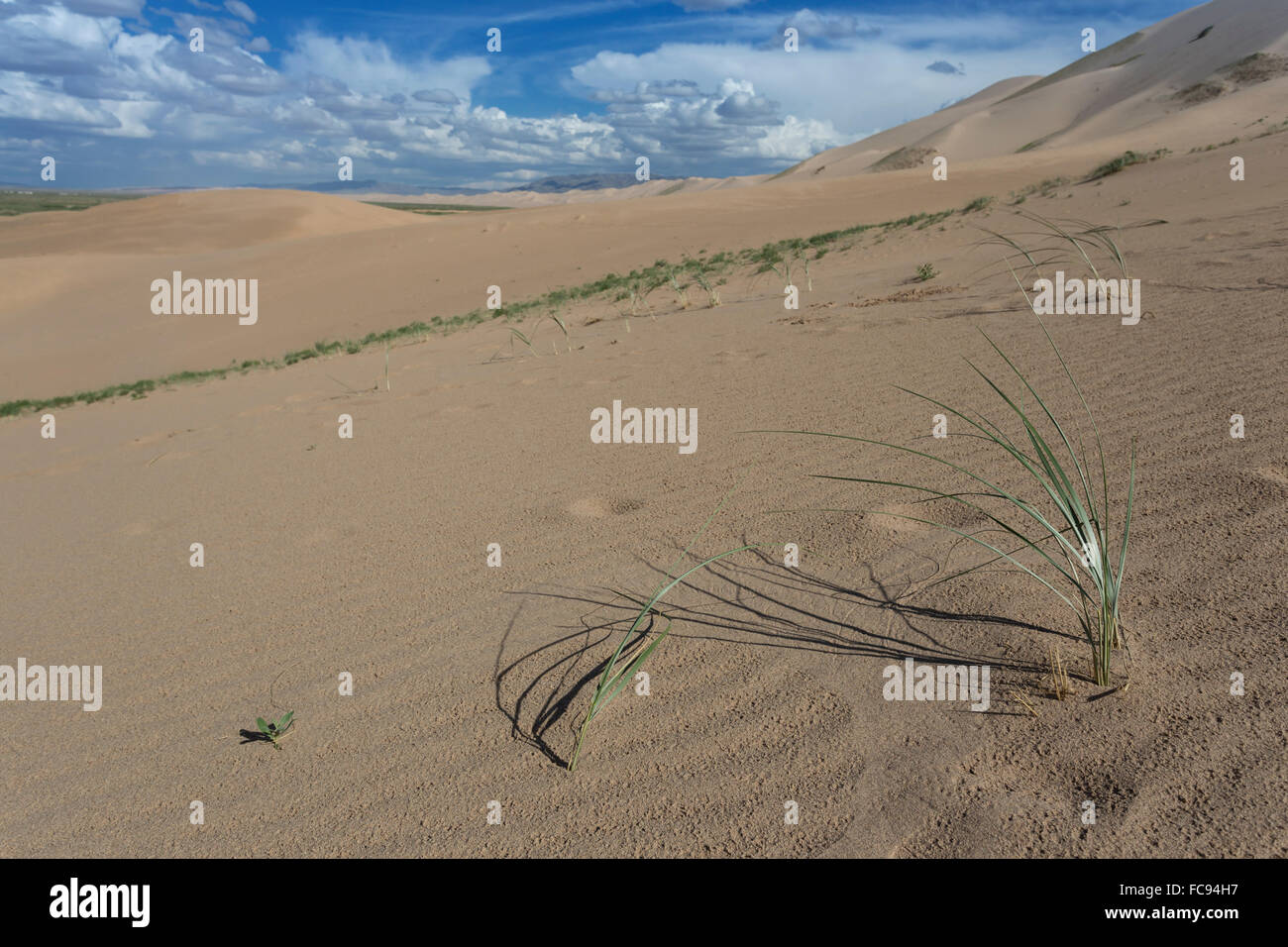 Planta que crecen en enormes dunas de arena en una tarde de verano, Khongoryn Els, el desierto de Gobi, Mongolia, Asia Central, África Foto de stock