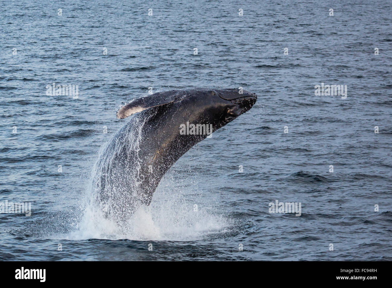 La ballena jorobada (Megaptera novaeangliae) infracción fuera Gwaii Haanas, Haida Gwaii, British Columbia, Canadá, América del Norte Foto de stock