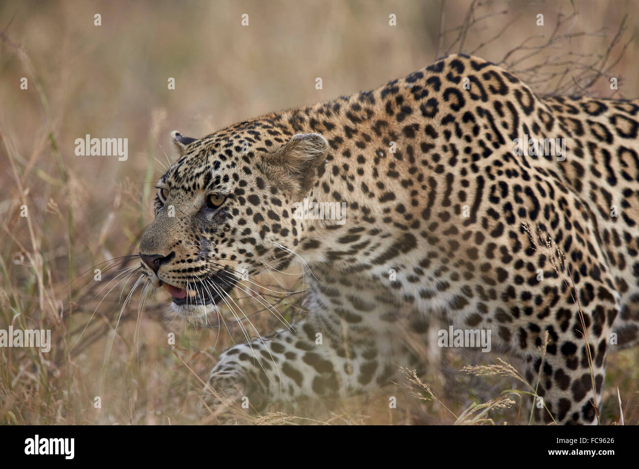 El leopardo (Panthera pardus), el Parque Nacional Kruger, Sudáfrica, África Foto de stock
