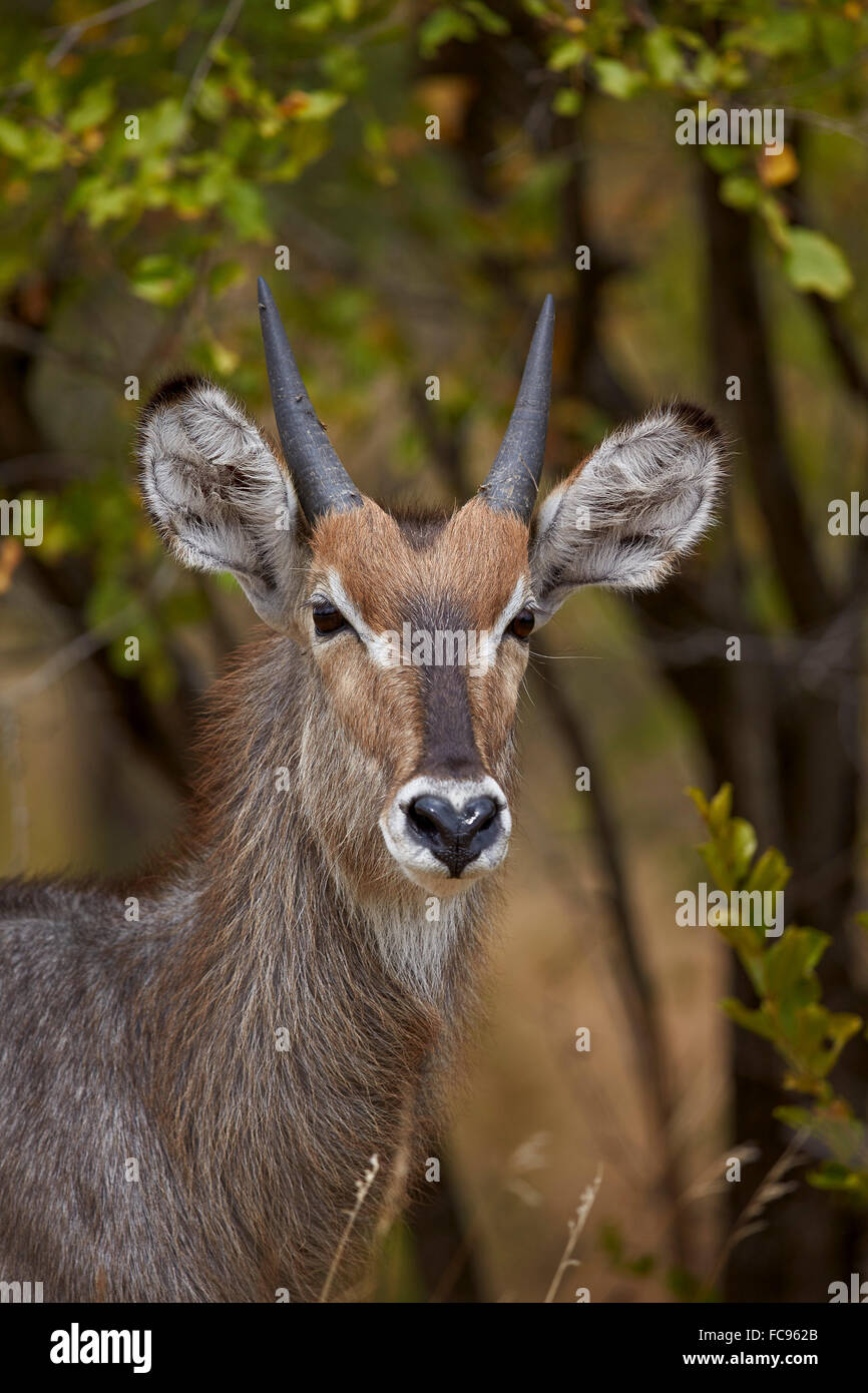 Común (Ellipsen antelope antelope) (Kobus ellipsiprymnus ellipsiprymnus), Young Buck, el Parque Nacional Kruger, Sudáfrica Foto de stock