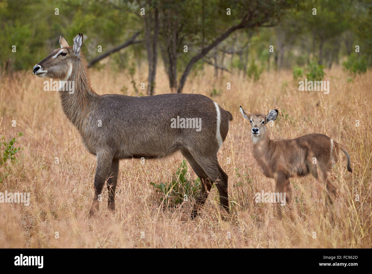 Común (Ellipsen antelope antelope) (Kobus ellipsiprymnus ellipsiprymnus), el DOE y la pantorrilla, el Parque Nacional Kruger, Sudáfrica Foto de stock