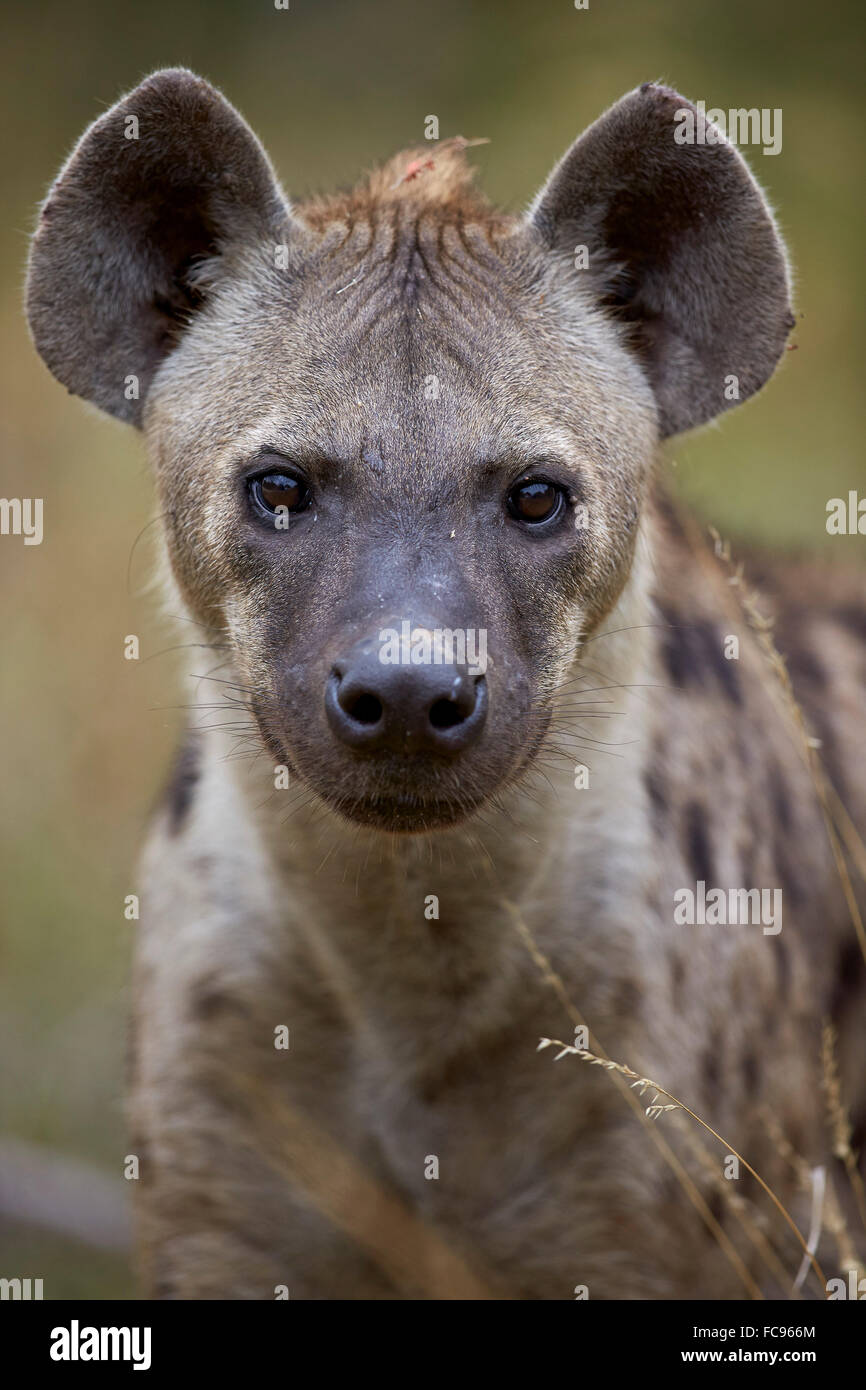 Spotted Hyena (spotted hyaena) (Crocuta crocuta), el Parque Nacional Kruger, Sudáfrica, África Foto de stock