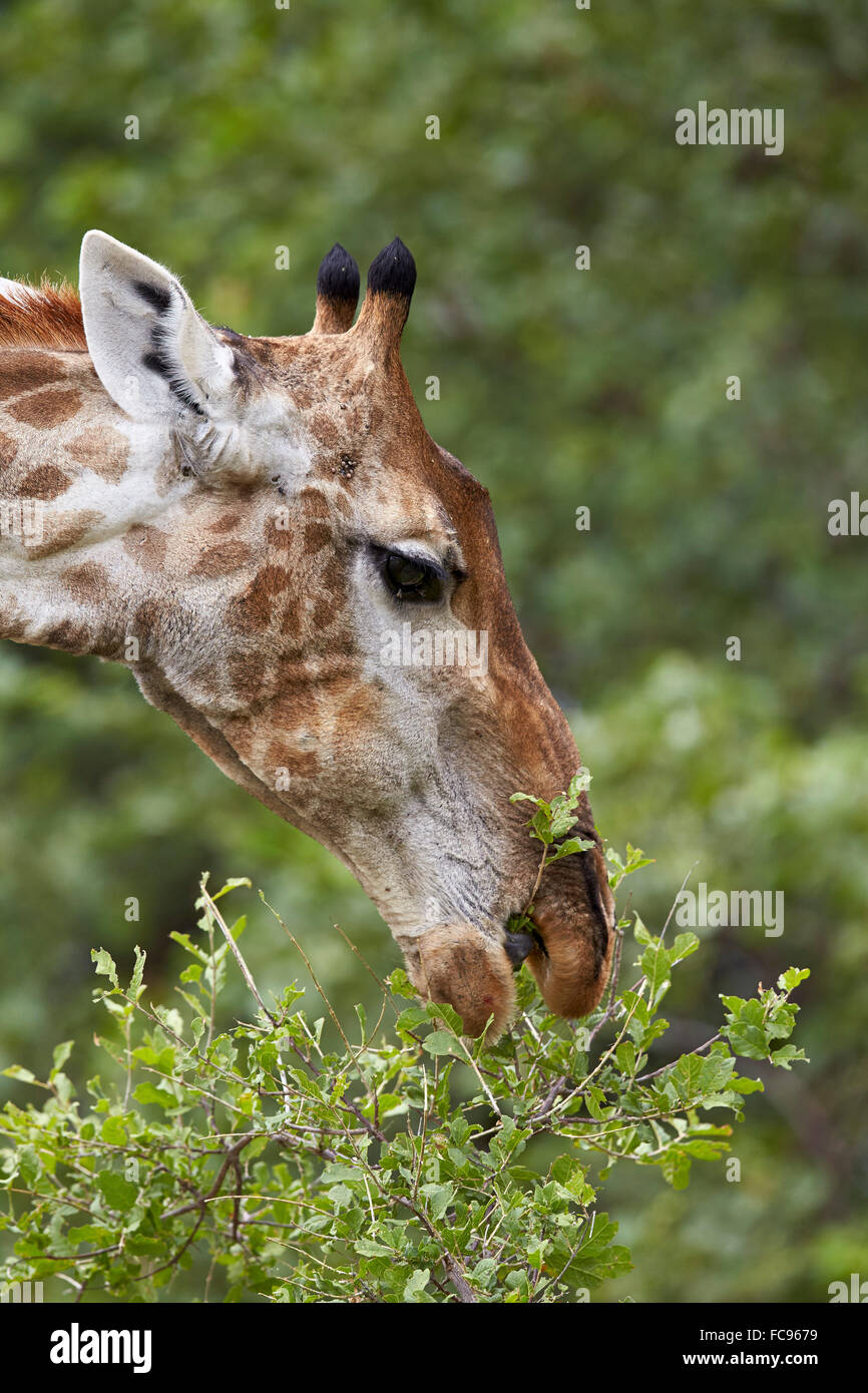 Cape jirafa (Giraffa camelopardalis giraffa) con la alimentación, el Parque Nacional Kruger, Sudáfrica, África Foto de stock