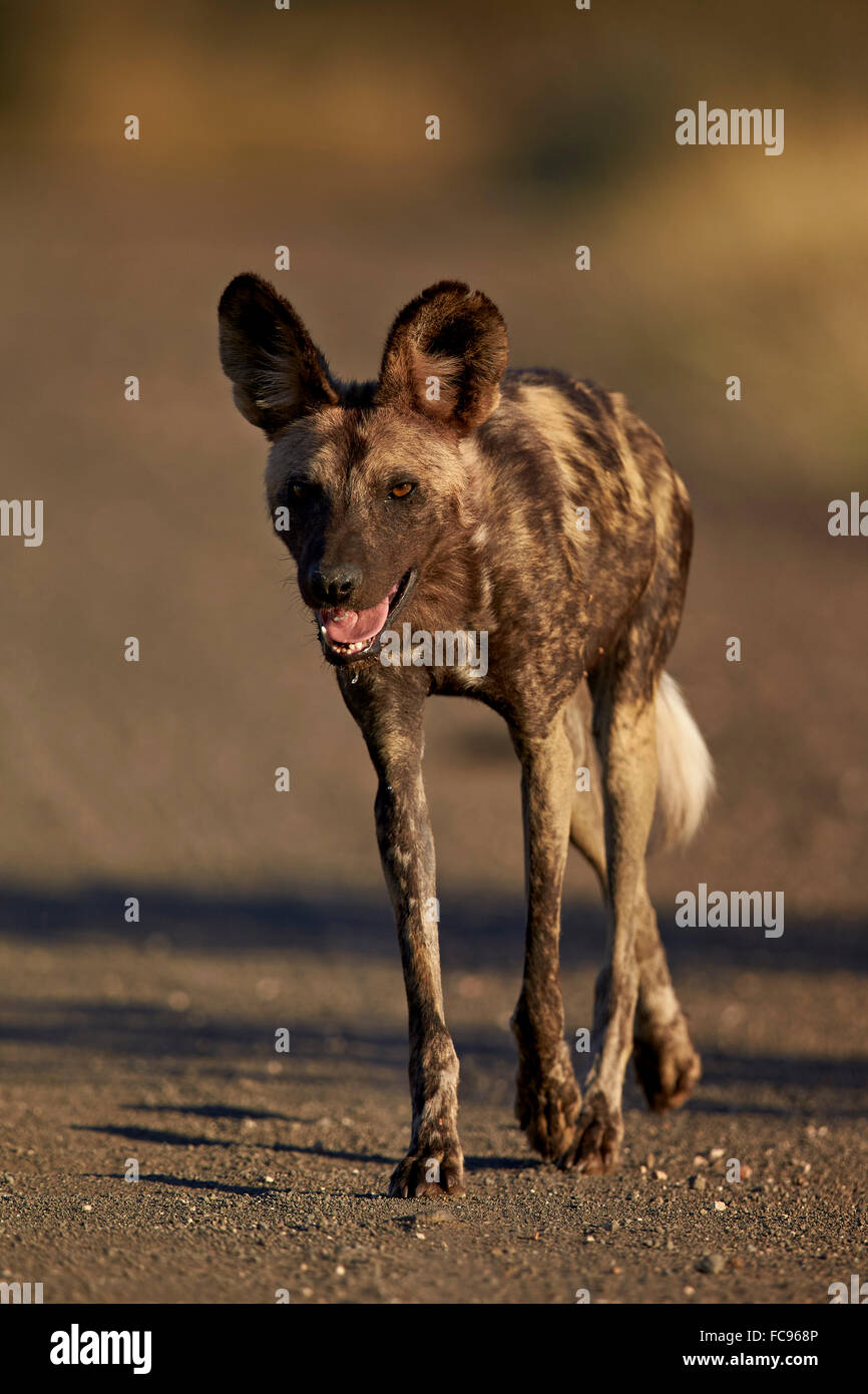 Perro salvaje africano (African perro de caza) ( Cape perro de caza) (Lycaon pictus) en funcionamiento, el Parque Nacional Kruger, Sudáfrica, África Foto de stock