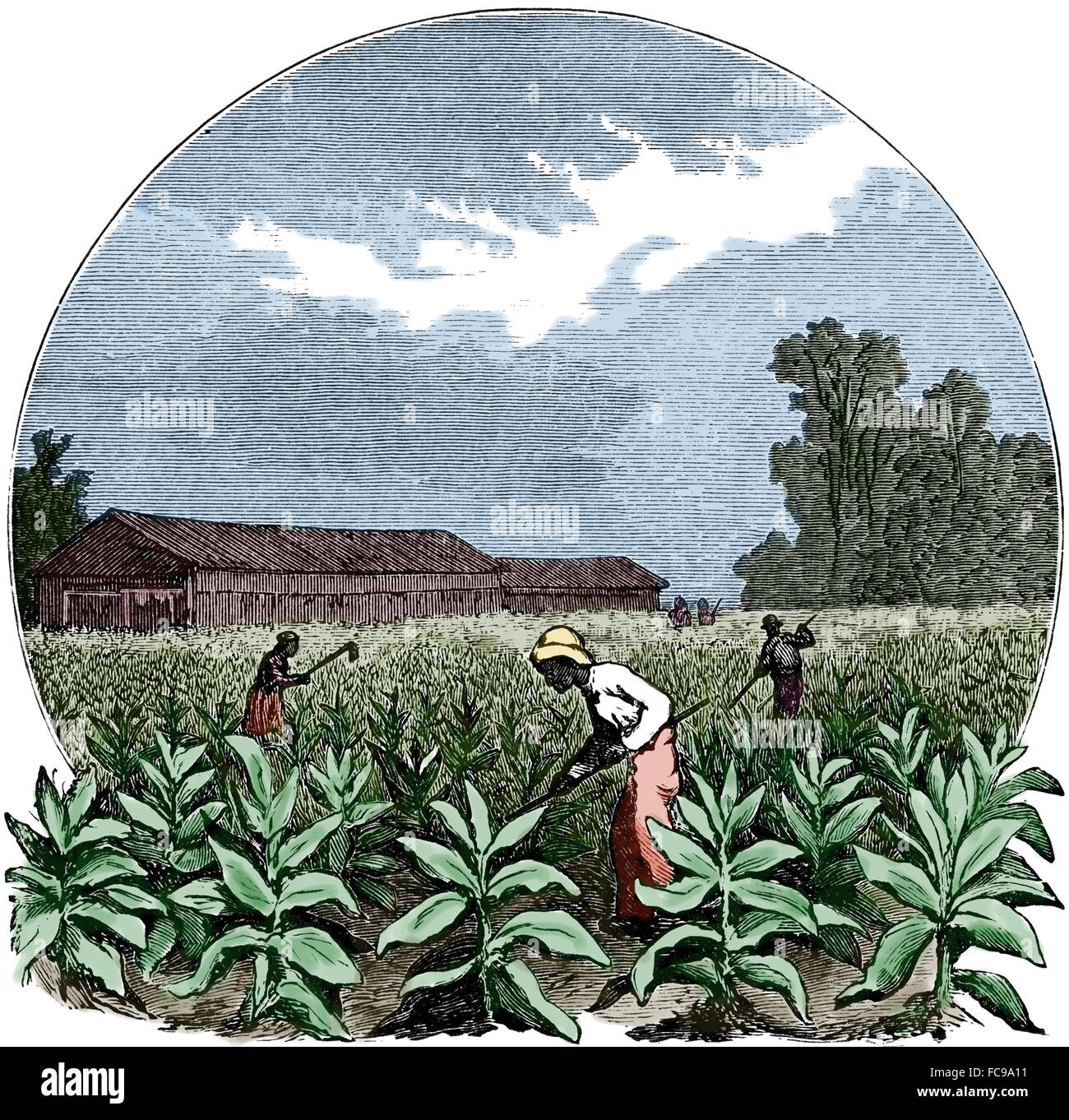 Maquinaria Antigua Para El Cultivo Del Tabaco